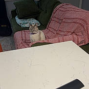Captain is registered to the contest to win money with this photo: cat, feline, pet, sitting, couch, sofa, blanket, striped_blanket, living_room, coffee_table, indoor, home, window, curtains, air_conditioner, door, pillow, green_cushion, marble_surface, black_cylinder
