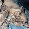 Captain is registered to the contest to win money with this photo: cat, sleeping, sleepy, kitten, feline, pet, animal, curled_up, blanket, bed, bedding, cozy, indoors, portrait, close_up, fur, whiskers, ears, relaxed, blue_comforter
