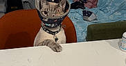 Captain joined the competition — help win amazing prizes! cat, pet, animal, tabby, gray_cat, sitting, indoors, living_room, table, chair, couch, blanket, window, curtains, collar, bell, face, whiskers, funny, portrait