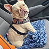Kiki is registered to the contest to win money with this photo: blanket, blue_blanket, car, car_interior, dog, floral_pattern, french_bulldog, funny_expression, harness, large_ears, looking_at_camera, orange_bag, outdoor_background, passenger_seat, pet, portrait, seated, short_snout, upright, vehicle