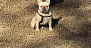 Kiki joined the competition — help win amazing prizes! animal, black_and_white, centered_subject, daylight, dog, flat_nose, french_bulldog, funny_expression, grass, harness, lawn, outdoor, pet, portrait, shadow, short_coat, sitting, sunlight, upright_ears, wrinkled_face
