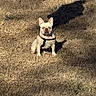 animal, black_and_white, centered_subject, daylight, dog, flat_nose, french_bulldog, funny_expression, grass, harness, lawn, outdoor, pet, portrait, shadow, short_coat, sitting, sunlight, upright_ears, wrinkled_face