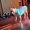 Kiki joined the competition — help win amazing prizes! alert, animal, clothing, cute, dog, doorway, fashion, french_bulldog, hallway, home, indoor, pet, portrait, sandals, shadows, shoes, standing, sunlight, turquoise_shirt, wooden_floor