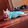 animal, clothing, dog, ears, face, french_bulldog, happy, home, indoor, lying_down, pet, relaxed, shadows, shirt, shoes, slippers, sunlight, tongue, turquoise, wooden_floor