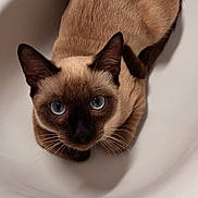 Tonny a rejoint le concours — aidez-le/la à gagner de superbes lots ! cat, siamese, blue_eyes, close_up, pet, animal, fur, whiskers, ears, face, looking_up, indoor, cute, mammal, feline, domestic_animal, soft_lighting, portrait, curious, sitting