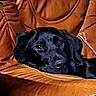 dog, black_dog, labrador, pet, animal, leather_chair, brown, cozy, resting, relaxed, indoors, fur, ears, snout, face, closeup, portrait, domestic_animal, cute, companion