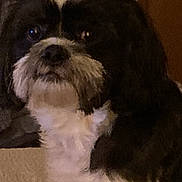 Tucker joined the competition — help win amazing prizes! dog, black_and_white, pet, indoor, carpet, fur, canine, animal, sitting, portrait, household, door, clothing, cozy, looking_away, companion, furry, mammal, domestic, quiet