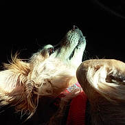 Magoo joined the competition — help win amazing prizes! dog, pet, fluffy, fur, animal, portrait, closeup, looking_up, light_and_shadow, whiskers, canine, domestic_animal, muzzle, ears, snout, indoor, soft_light, calm, relaxed, adorable