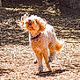 Giggles joined the competition — help win amazing prizes! dog, running, outdoor, sunlight, happy, fur, collar, playful, nature, motion, animal, pet, ears, excited, daylight, leaf_litter, canine, energetic, brown, midrun