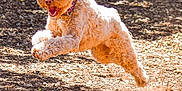 Giggles joined the competition — help win amazing prizes! dog, running, jumping, outdoor, sunlight, happy, energetic, fur, playful, canine, park, motion, active, brown, daylight, animal, excited, leap, ears, nature