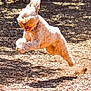 dog, running, jumping, outdoor, sunlight, happy, energetic, fur, playful, canine, park, motion, active, brown, daylight, animal, excited, leap, ears, nature