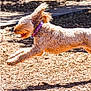dog, running, leaping, outdoor, sunlight, fur, purple_collar, happy, energetic, motion, playful, animal, pet, ears, mouth_open, wood_chips, daylight, nature, shadow, park