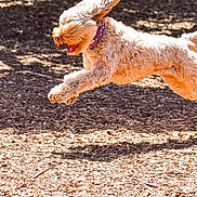 Giggles joined the competition — help win amazing prizes! dog, running, jumping, outdoor, sunlight, happy, fur, playful, energetic, motion, canine, pet, animal, park, daylight, active, nature, excited, leap, fun