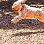 dog, running, jumping, outdoor, sunlight, happy, fur, playful, energetic, motion, canine, pet, animal, park, daylight, active, nature, excited, leap, fun