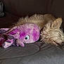dog, sleeping, stuffed_toy, plush, octopus, couch, furniture, cozy, indoor, pet, fur, relaxation, animal, napping, rest, quiet, soft, companion, cute, home