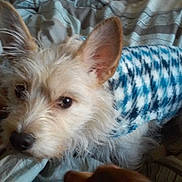 Blue joined the competition — help win amazing prizes! dog, pet, animal, fur, ears, sweater, blue, white, bed, bedding, striped, cozy, cute, small, indoor, curious, lying_down, closeup, furry, companion