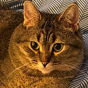 Ms Bigley joined the competition — help win amazing prizes! cat, tabby, pet, feline, animal, whiskers, ears, eyes, fur, closeup, indoor, blanket, pattern, cozy, relaxed, cute, domestic, face, portrait, resting