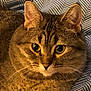 cat, tabby, pet, feline, animal, whiskers, ears, eyes, fur, closeup, indoor, blanket, pattern, cozy, relaxed, cute, domestic, face, portrait, resting