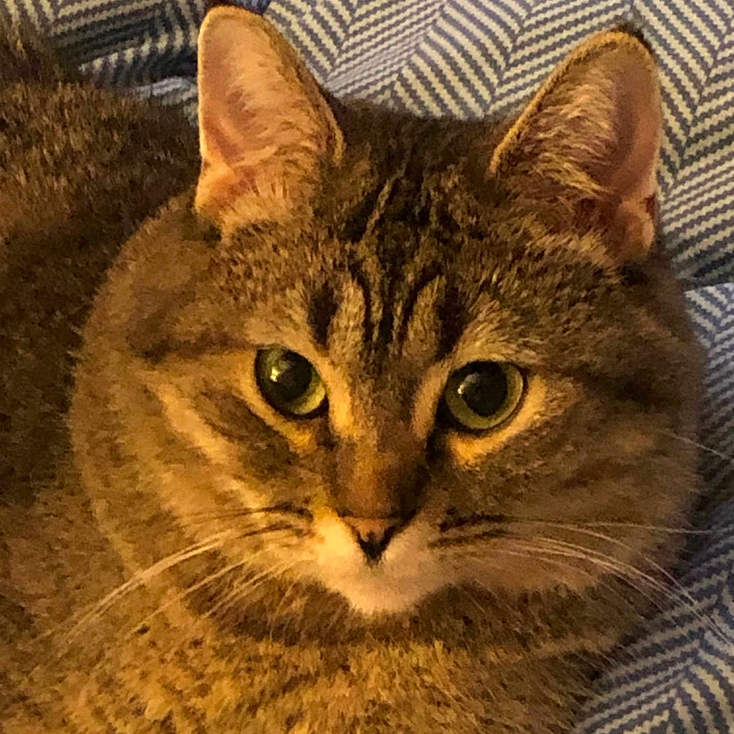 Ms Bigley joined the competition — help win amazing prizes! animal, blanket, cat, closeup, cozy, cute, domestic, ears, eyes, face, feline, fur, indoor, pattern, pet, portrait, relaxed, resting, tabby, whiskers