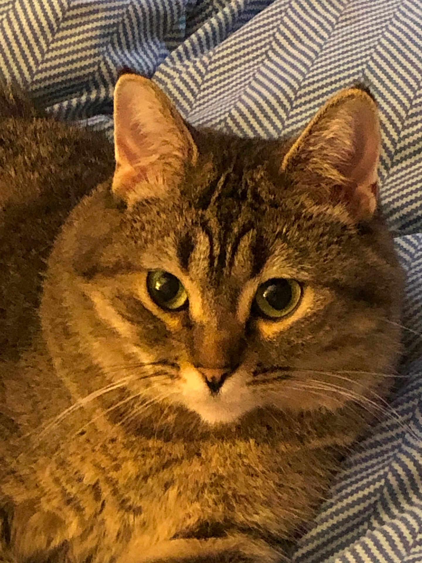 Ms Bigley joined the competition — help win amazing prizes! cat, tabby, pet, feline, animal, whiskers, ears, eyes, fur, closeup, indoor, blanket, pattern, cozy, relaxed, cute, domestic, face, portrait, resting