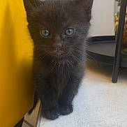 Lilo a rejoint le concours — aidez-le/la à gagner de superbes lots ! black_kitten, kitten, cat, pet, animal, floor, tile, yellow_object, indoor, furniture, curious, small, cute, young, whiskers, ears, fur, eyes, standing, closeup