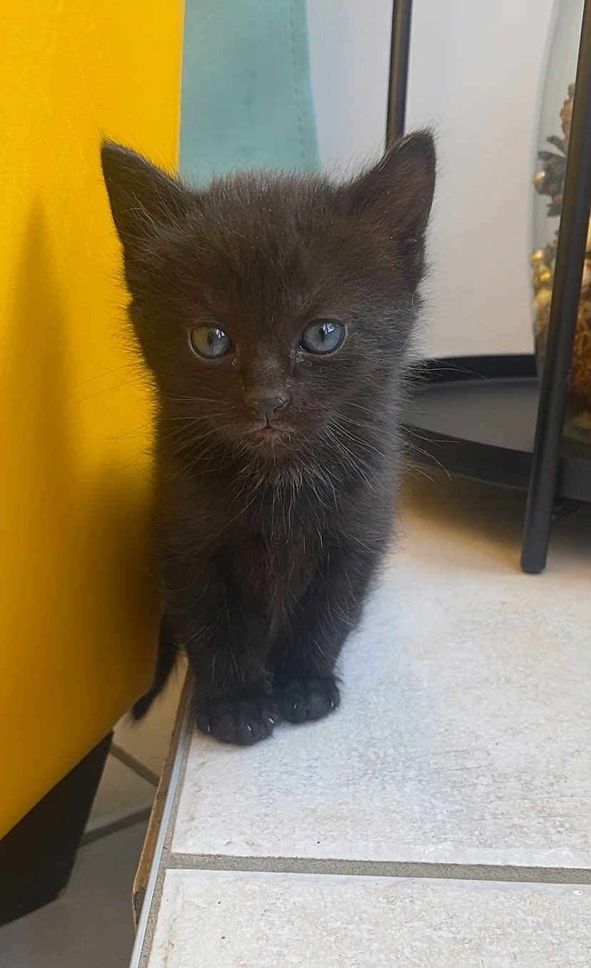 Lilo a rejoint le concours — aidez-le/la à gagner de superbes lots ! black_kitten, kitten, cat, pet, animal, floor, tile, yellow_object, indoor, furniture, curious, small, cute, young, whiskers, ears, fur, eyes, standing, closeup