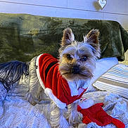 Charly a rejoint le concours — aidez-le/la à gagner de superbes lots ! dog, small_dog, pet, santa_outfit, red_clothing, toy, stuffed_toy, blanket, couch, furniture, indoor, decor, wall, wooden_wall, heart_decoration, plush_toy, fur, ears, alert, holiday