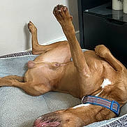 Tazz joined the competition — help win amazing prizes! animal, blanket, brown_dog, candle, canine, collar, cozy, dog, fur, furniture, home, indoor, lying_down, mouth_open, nail, paw, pet_bed, relaxed, resting, sleeping