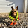 Jack participe au concours pour gagner de l'argent avec cette photo : dog, puppy, small_dog, standing, outdoor, gravel, sunlight, shadow, wall, window_blinds, pointy_ears, brown_fur, green_outfit, orange_booties, costume, pet, fashion, portrait, full_body, funny