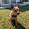 dog, puppy, small_dog, pointy_ears, wirehaired, brown_fur, black_fur, tongue_out, daisy_garland, flowers, garden, grass, outdoor, sunlight, portrait, pet, sitting, house, windows, plants