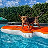 Jack a rejoint le concours — aidez-le/la à gagner de superbes lots ! dog, puppy, outdoor, swimming_pool, pool_float, inflatable, orange, water, summer, sunny, sky, clouds, hedge, garden, backyard, standing, small_dog, animal, pet, vacation
