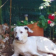 Lune a rejoint le concours — aidez-le/la à gagner de superbes lots ! dog, white_dog, lying_down, garden, plants, flowers, terracotta_pot, greenery, sunlight, outdoor, nature, calm, pet, animal, leafy, relaxed, speckled_ears, soil, bark, shaded