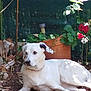 dog, white_dog, lying_down, garden, plants, flowers, terracotta_pot, greenery, sunlight, outdoor, nature, calm, pet, animal, leafy, relaxed, speckled_ears, soil, bark, shaded