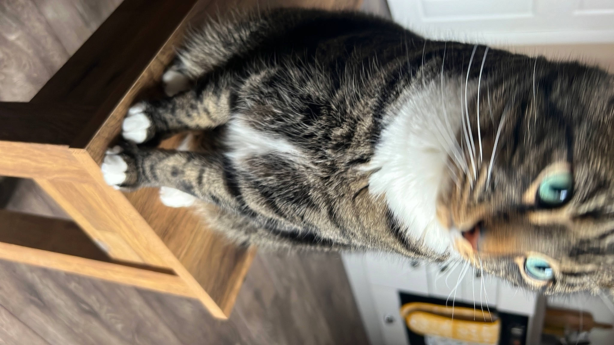 Charlie joined the competition — help win amazing prizes! carnivore, cat, domestic_short_haired_cat, ear, felidae, fur, hardwood, paw, plank, small_to_medium_sized_cats, snout, tail, whiskers, wood, wood_stain