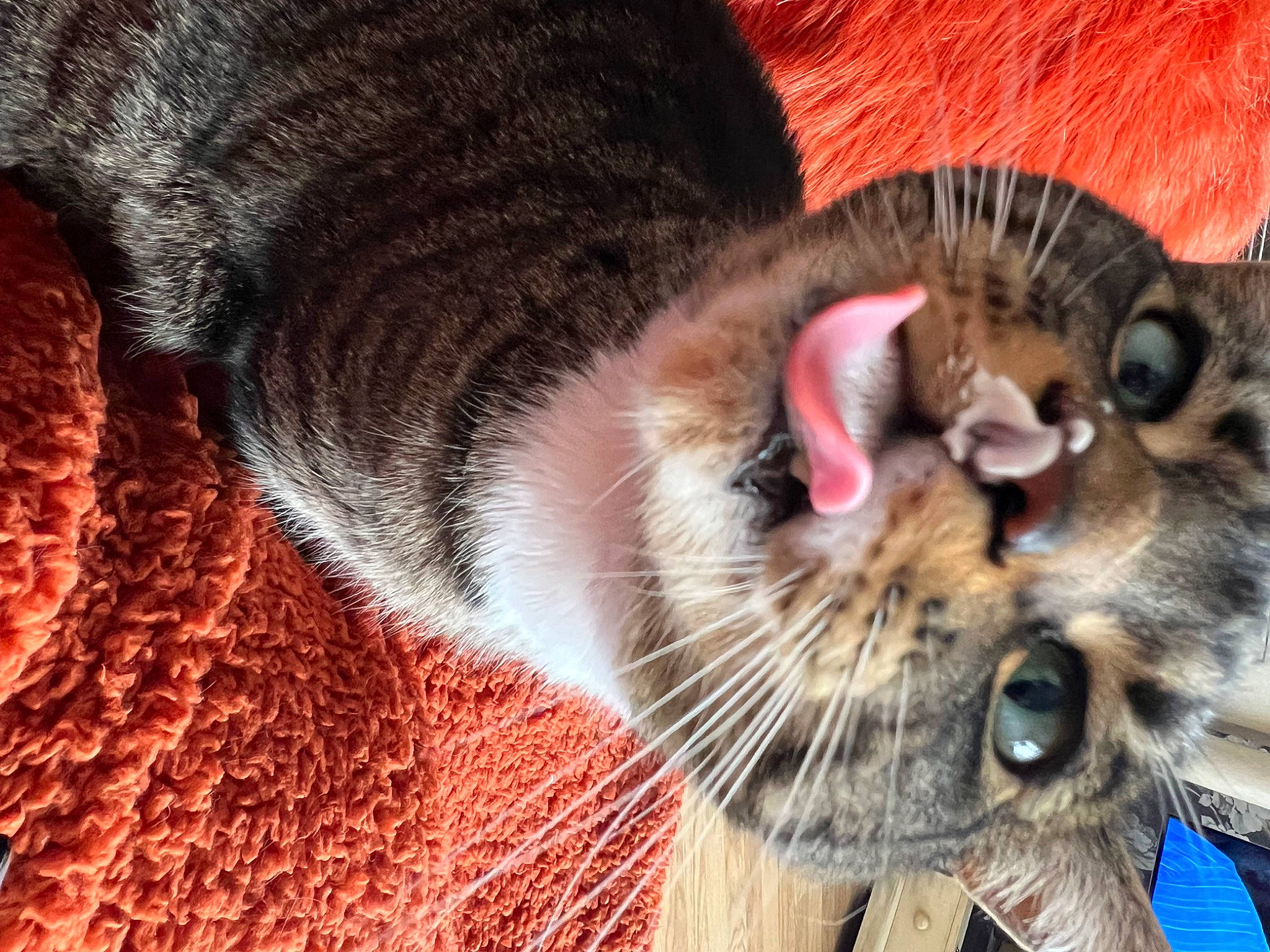 Charlie is registered to the contest to win money with this photo: carnivore, cat, claw, close_up, collar, comfort, domestic_short_haired_cat, ear, eye, fang, fawn, felidae, fur, paw, small_to_medium_sized_cats, snout, tail, terrestrial_animal, whiskers, wildlife