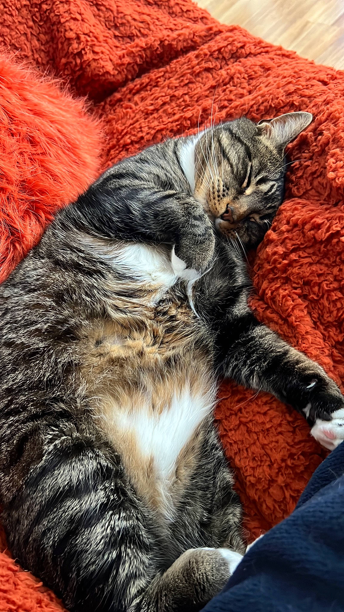 Charlie is registered to the contest to win money with this photo: carnivore, cat, claw, comfort, domestic_short_haired_cat, felidae, fur, grass, grey, human_leg, mammal, nap, orange, pattern, paw, small_to_medium_sized_cats, snout, tail, whiskers, wood