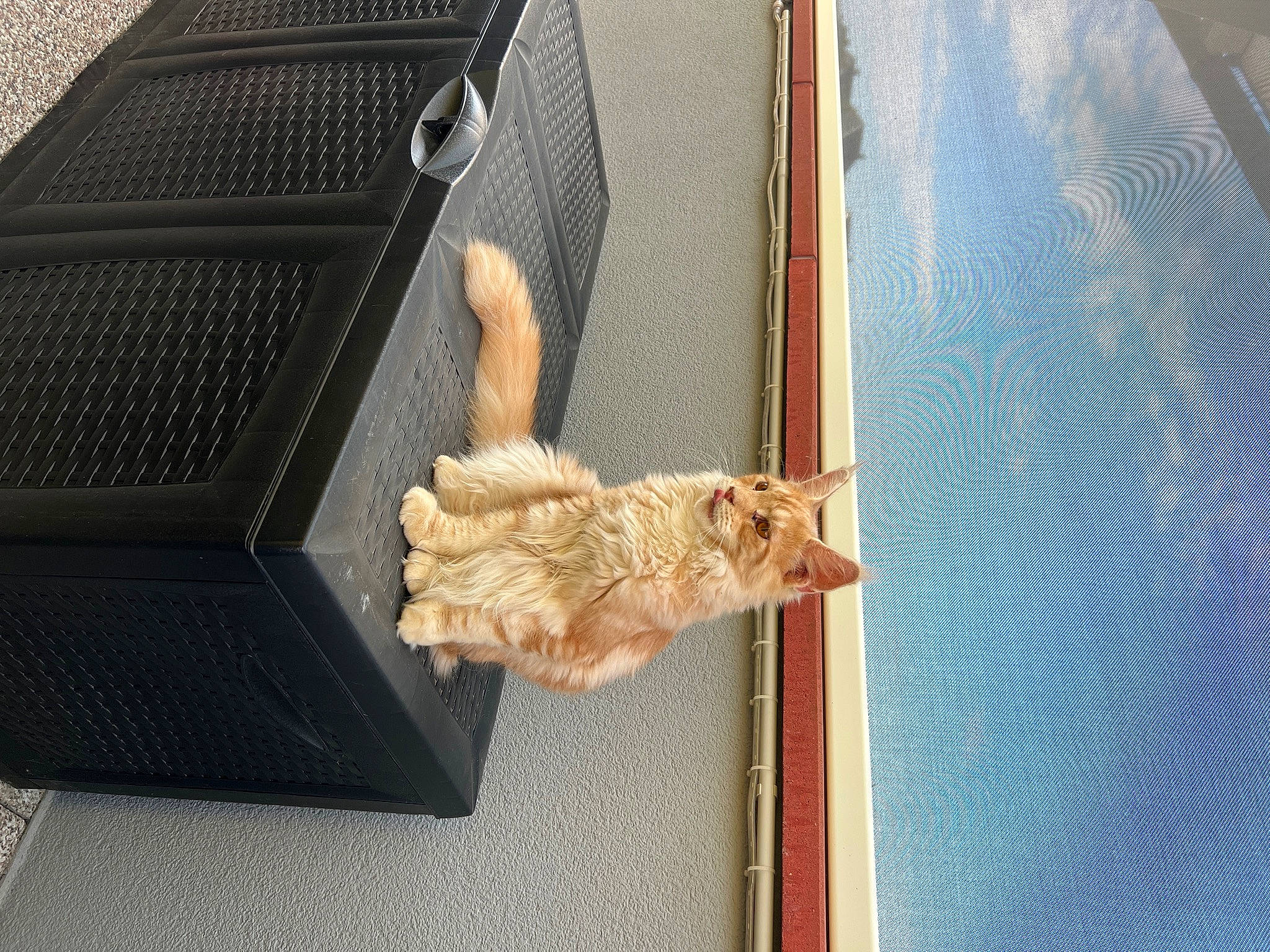 Urus participe au concours pour gagner de l'argent avec cette photo : auto_part, automotive_exterior, bag, baggage, bumper, chair, door, fashion_accessory, hood, metal, tree, trunk, vehicle, vehicle_door, window, wood