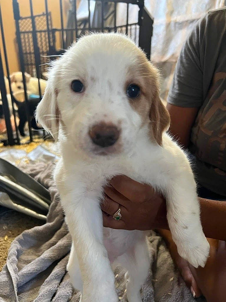 Ladybug joined the competition — help win amazing prizes! canidae, carnivore, companion_dog, dog, dog_breed, dog_collar, eye, fawn, fur, non_sporting_group, paw, pet_supply, puppy, puppy_love, small_terrier, snout, sporting_group, terrier, toy_dog, working_animal