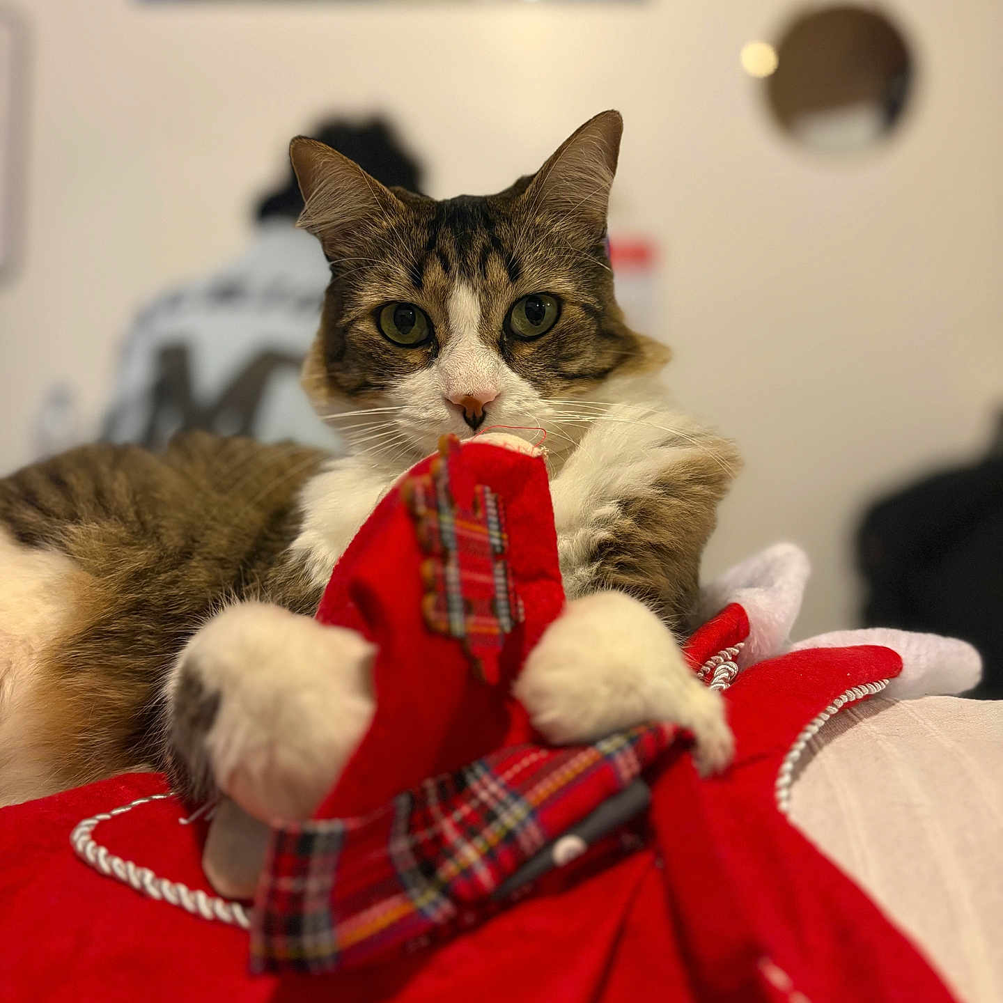 Onyx joined the competition — help win amazing prizes! animal, cat, claws, closeup, curious, cute, feline, fur, green_eyes, household, indoor, paws, pet, plaid, portrait, red_fabric, relaxed, soft_focus, tabby, whiskers