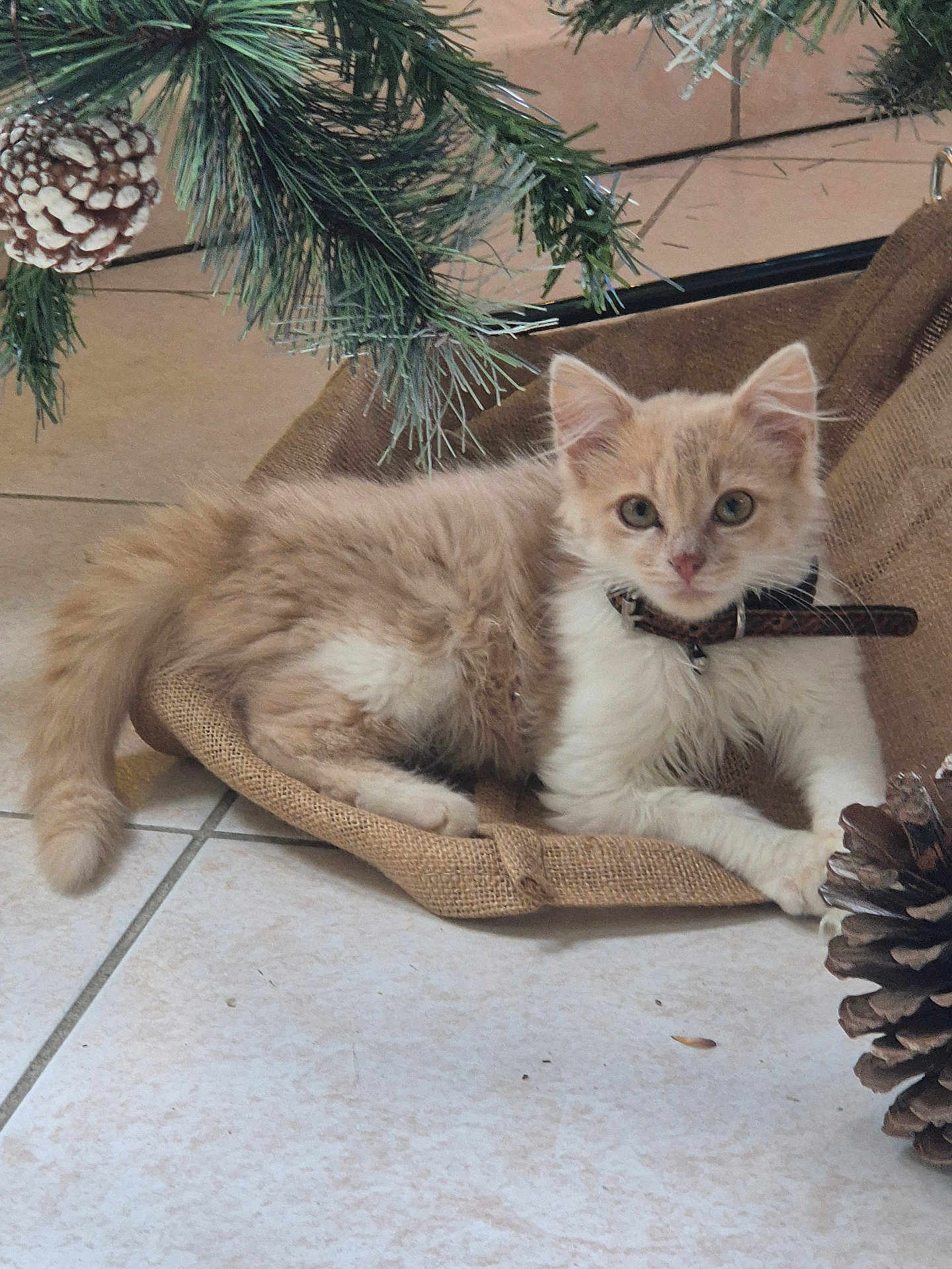 Biloute a rejoint le concours — aidez-le/la à gagner de superbes lots ! abyssinian, angora, animal, canine, cat, chair, conifer, couch, dog, fir, furniture, kitten, manx, pet, pine, plant, pottedplant, siamese, tree, wood