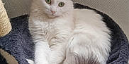 Daisy a rejoint le concours — aidez-le/la à gagner de superbes lots ! animal, cat, cat_bed, companion, cozy, curious, cute, domestic_cat, feline, fluffy, fur, green_eyes, home, indoor, paw, pet, relaxed, resting, soft_texture, white_cat