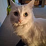 Daisy participe au concours pour gagner de l'argent avec cette photo : animal, cabinet, cat, closeup, companion, curious, cute, domestic, feline, floor, fluffy, fur, green_eyes, home, indoor, pet, portrait, soft_light, whiskers, white_cat