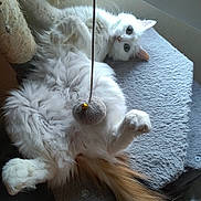 Daisy participe au concours pour gagner de l'argent avec cette photo : bell, blue_eyes, cat, cozy, curious, feline, fluffy, fur, gray_surface, indoor, paw, pet, playful, pom_pom, relaxed, scratching_post, tail, toy, white_cat, window