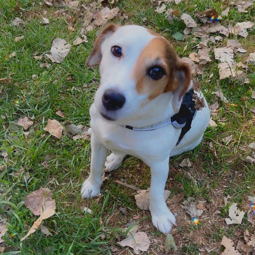 Lincka participe au concours pour gagner de l'argent avec cette photo : alert, animal, brown_patch, canine, collar, cute, daylight, dog, ears, grass, ground, leaves, looking_up, nature, outdoor, pet, puppy, sitting, small_dog, white_coat