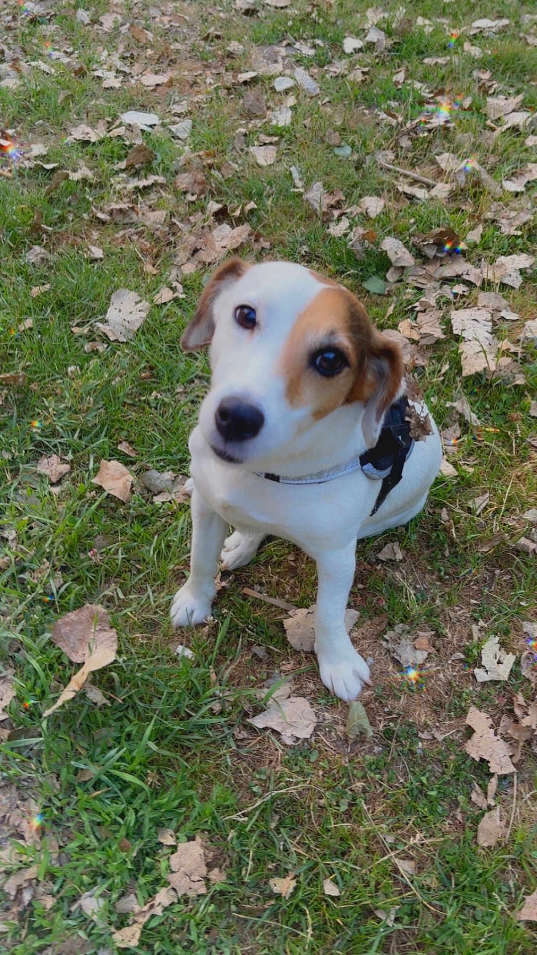 Lincka participe au concours pour gagner de l'argent avec cette photo : dog, puppy, outdoor, grass, leaves, brown_patch, white_coat, pet, canine, sitting, looking_up, nature, animal, cute, small_dog, ears, collar, ground, daylight, alert
