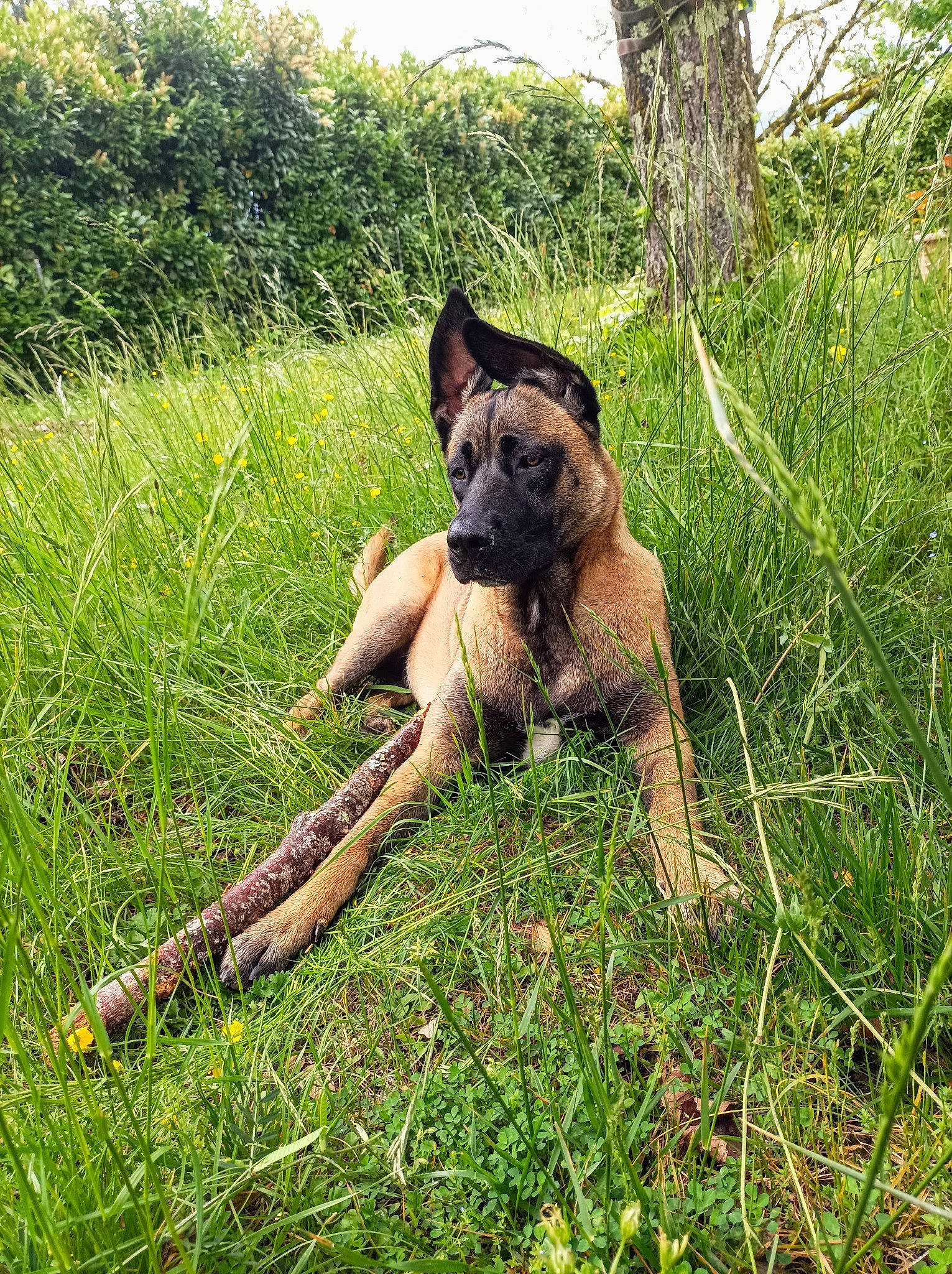Tessa participe au concours pour gagner de l'argent avec cette photo : canidae, carnivore, dog, dog_breed, fawn, garden_hose, grass, grassland, groundcover, herding_dog, pasture, plant, shrub, sky, snout, sporting_group, tail, terrestrial_animal, tree, working_animal