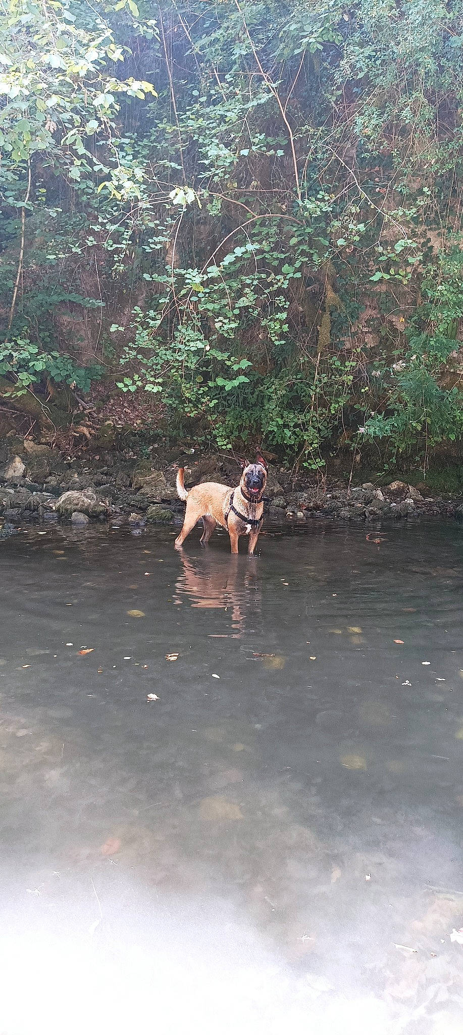 Tessa participe au concours pour gagner de l'argent avec cette photo : bank, carnivore, companion_dog, creek, dog, dog_breed, fawn, fluvial_landforms_of_streams, forest, grass, jungle, lake, landscape, plant, reflection, stream, tail, tree, water, working_animal