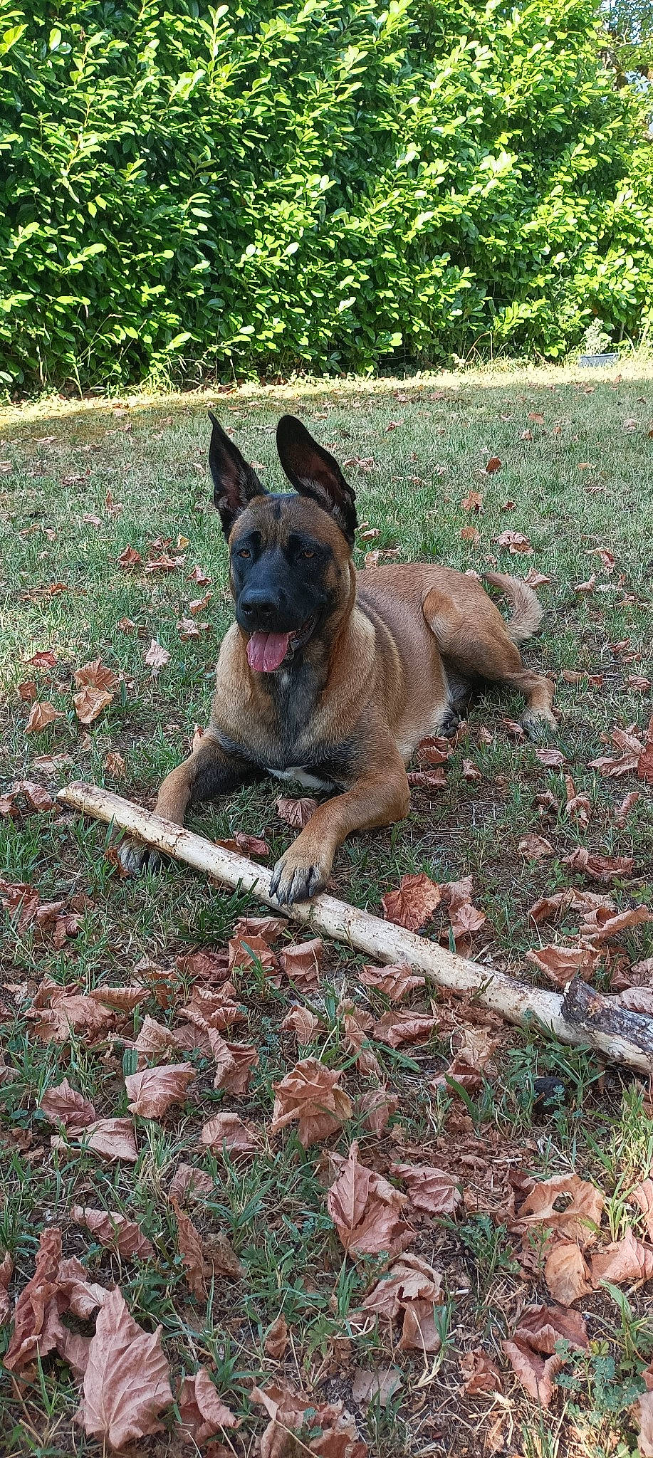 Tessa a rejoint le concours — aidez-le/la à gagner de superbes lots ! canidae, carnivore, collar, companion_dog, dog, dog_breed, east_european_shepherd, fawn, grass, groundcover, herding_dog, molosser, non_sporting_group, plant, snout, soil, sporting_group, terrestrial_animal, working_animal, working_dog