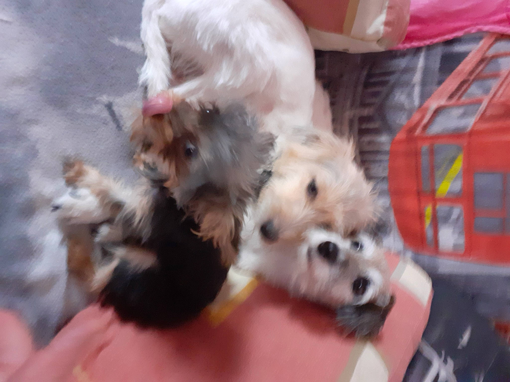 Cocaine participe au concours pour gagner de l'argent avec cette photo : canidae, carnivore, companion_dog, dog, dog_breed, dog_supply, fur, mal_shi, maltepoo, non_sporting_group, pet_supply, puppy, small_terrier, snout, sporting_group, toy_dog, vertebrate, working_animal, working_dog, yorkipoo