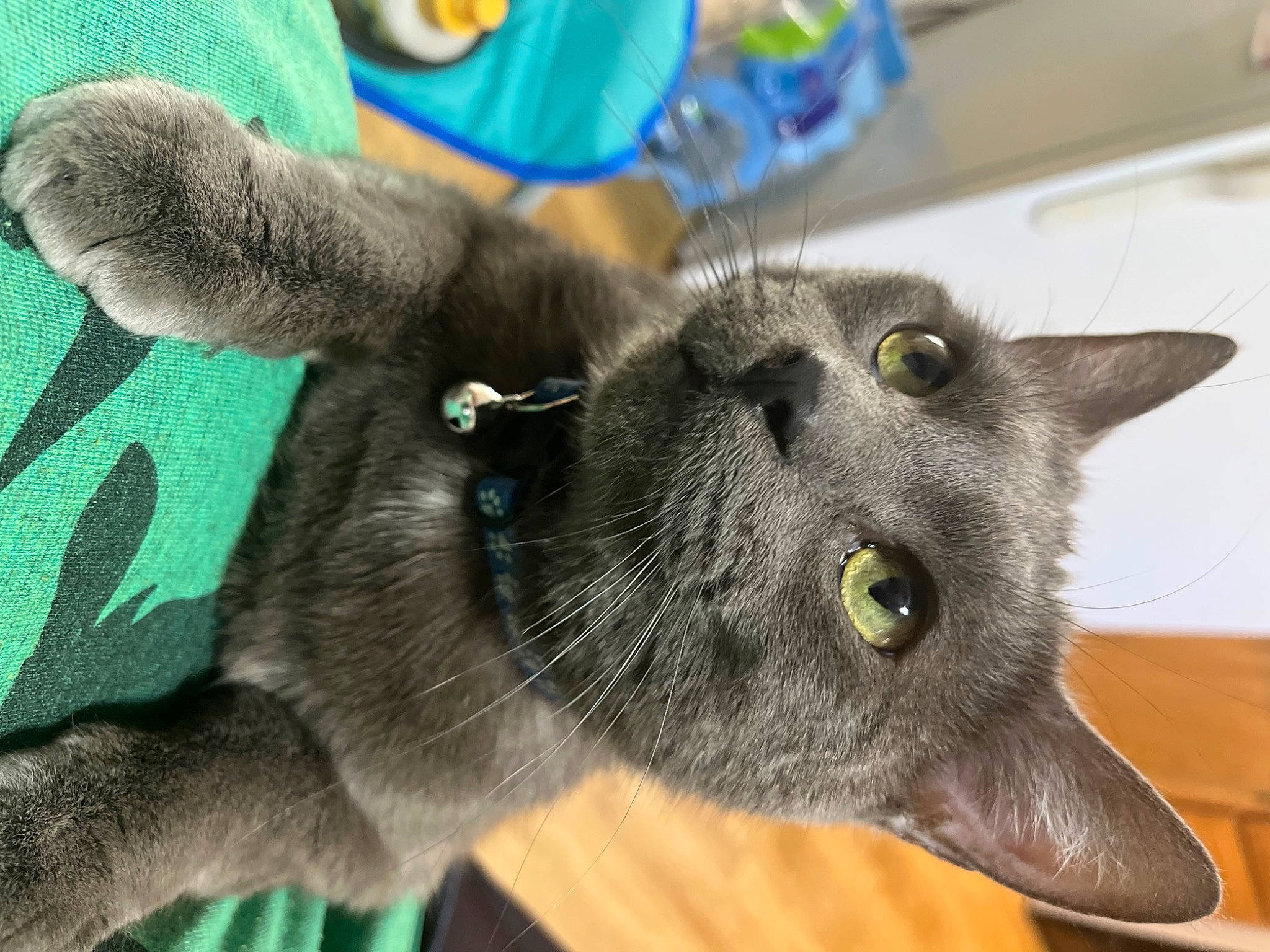 Hades joined the competition — help win amazing prizes! black_cat, carnivore, cat, chartreux, domestic_short_haired_cat, electric_blue, felidae, fur, green, korat, russian_blue, small_to_medium_sized_cats, snout, whiskers